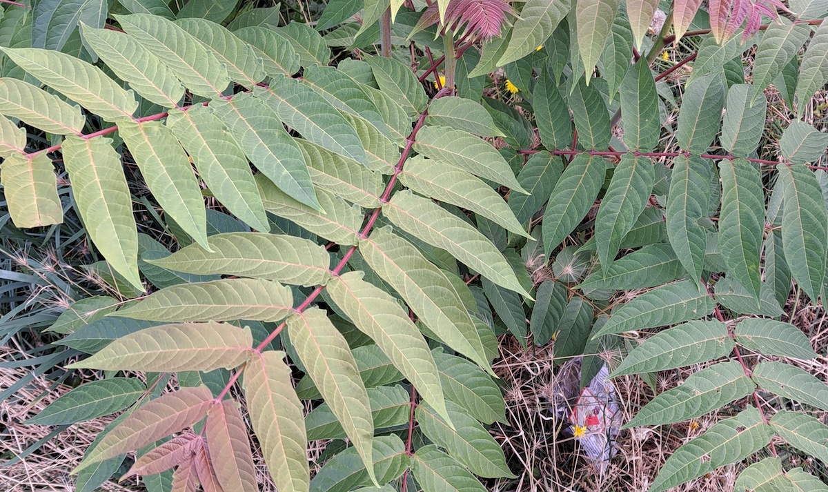 Close up of Ailanthus leaves.