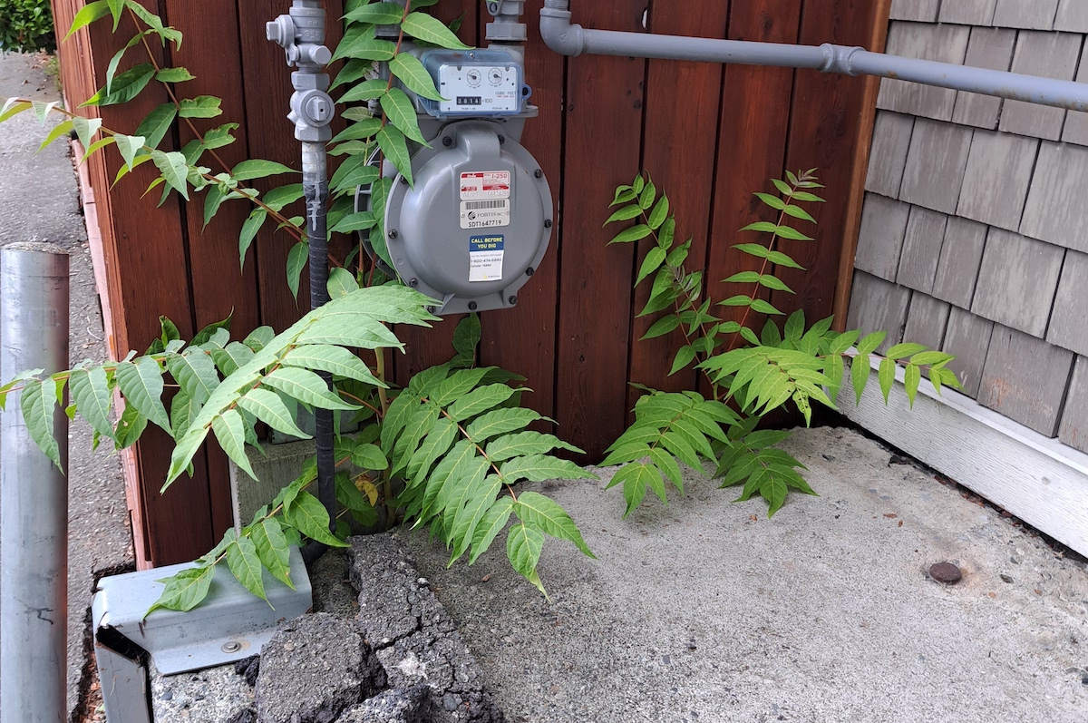 A seedling growing up around a gas meter