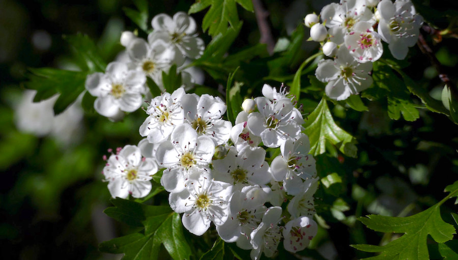 white Hawthorn tree blossoms